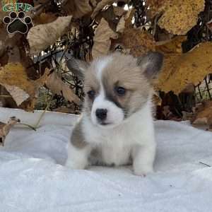 Mya, Pembroke Welsh Corgi Puppy