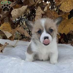 Mya, Pembroke Welsh Corgi Puppy