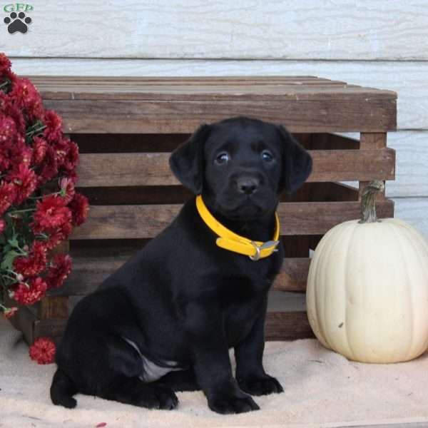 Marina, Black Labrador Retriever Puppy