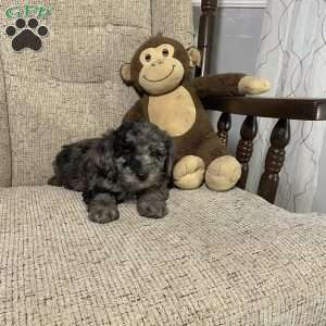 Dax- F1bb, Mini Labradoodle Puppy