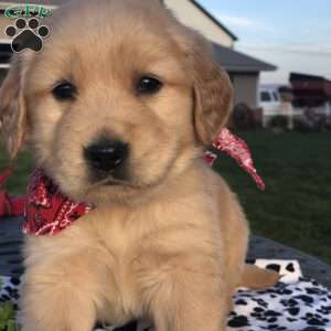 Nolan, Golden Retriever Puppy