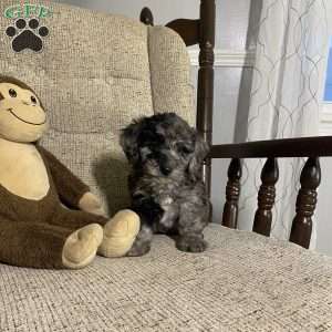 Dax- F1bb, Mini Labradoodle Puppy