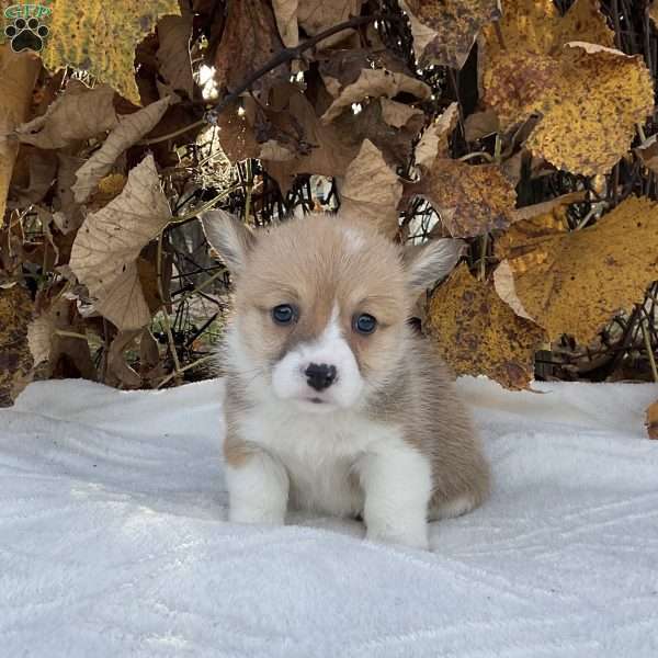 Candy, Pembroke Welsh Corgi Puppy