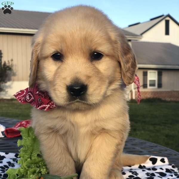 Nolan, Golden Retriever Puppy