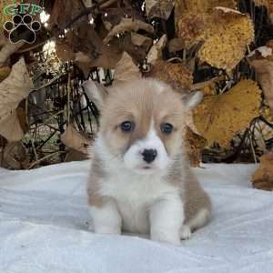 Candy, Pembroke Welsh Corgi Puppy