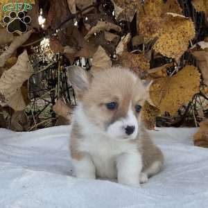 Candy, Pembroke Welsh Corgi Puppy