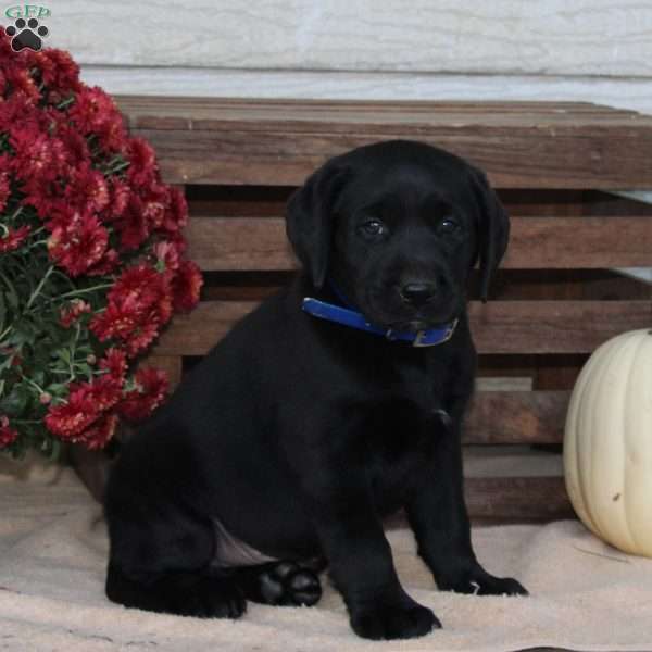 Captain, Black Labrador Retriever Puppy