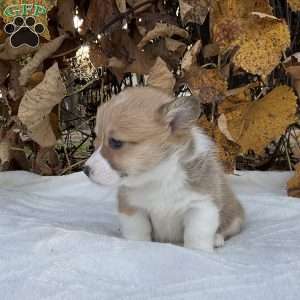 Candy, Pembroke Welsh Corgi Puppy