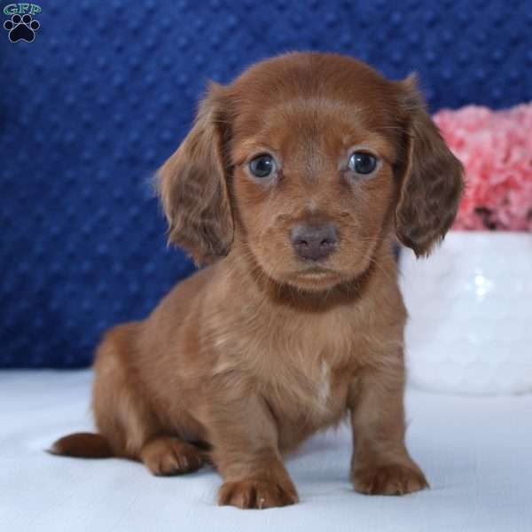 Esta, Dachshund Puppy