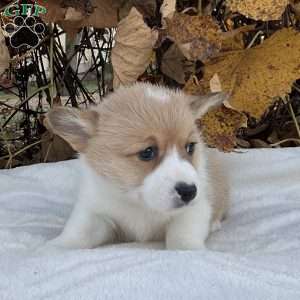 Benji, Pembroke Welsh Corgi Puppy