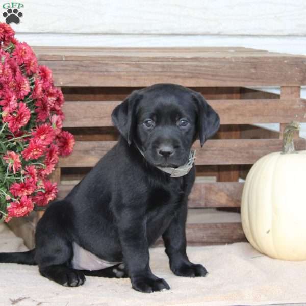 Mia, Black Labrador Retriever Puppy