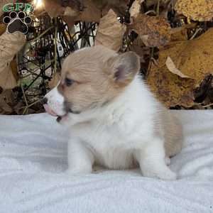 Benji, Pembroke Welsh Corgi Puppy