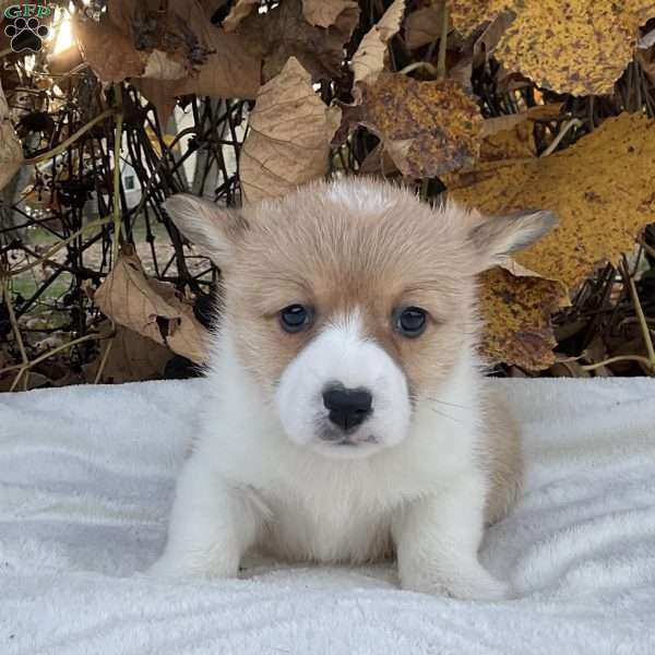 Benji, Pembroke Welsh Corgi Puppy