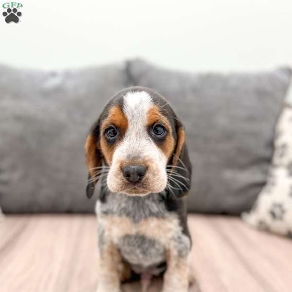 Rusty, Beagle Puppy