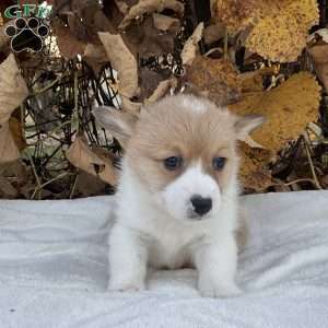 Benji, Pembroke Welsh Corgi Puppy