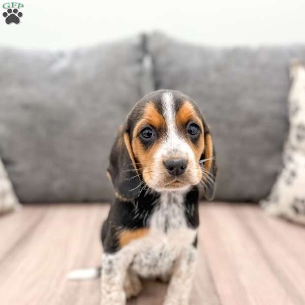 Sandy, Beagle Puppy