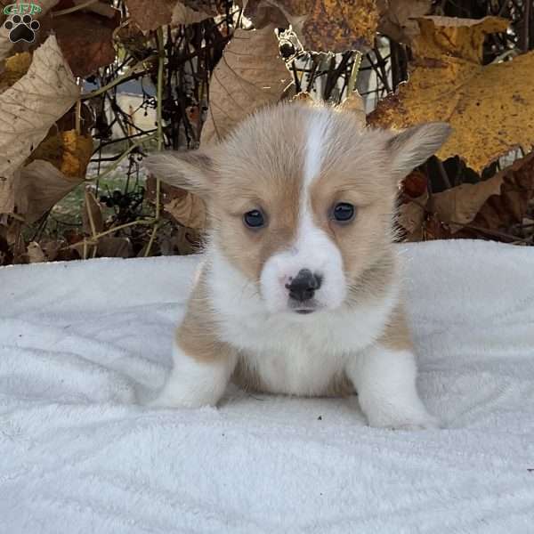 Pumpkin, Pembroke Welsh Corgi Puppy