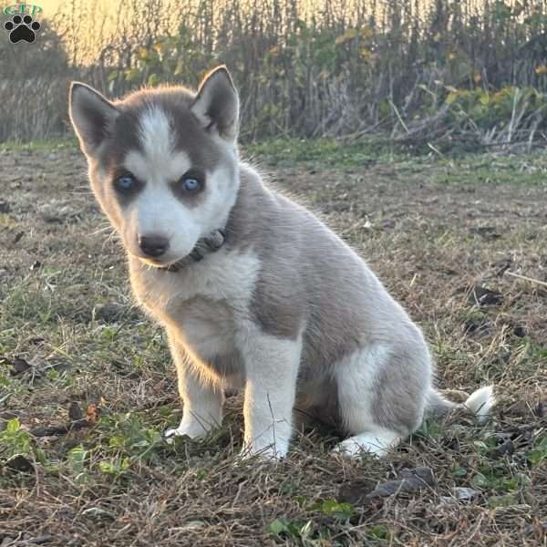 Lily, Siberian Husky Puppy