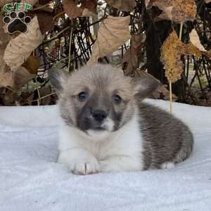 Rose, Pembroke Welsh Corgi Puppy