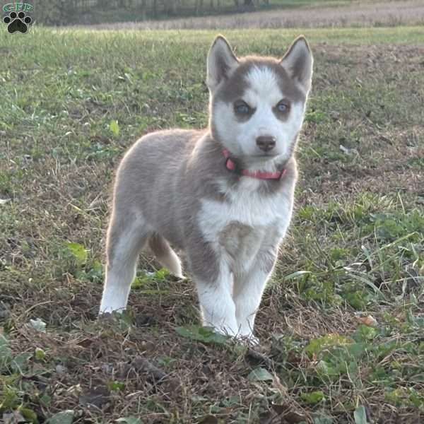 Bella, Siberian Husky Puppy