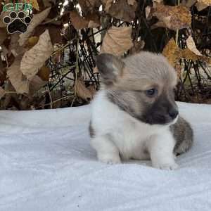 Rose, Pembroke Welsh Corgi Puppy