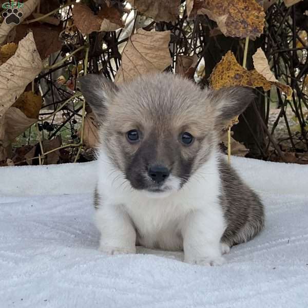 Rose, Pembroke Welsh Corgi Puppy