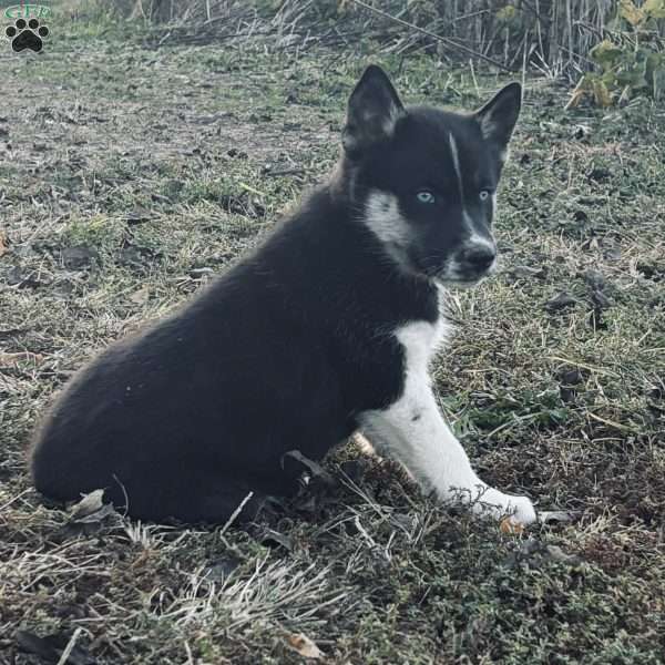 Jax, Siberian Husky Puppy