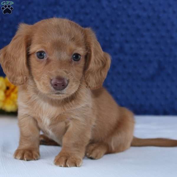 Edgar, Dachshund Puppy