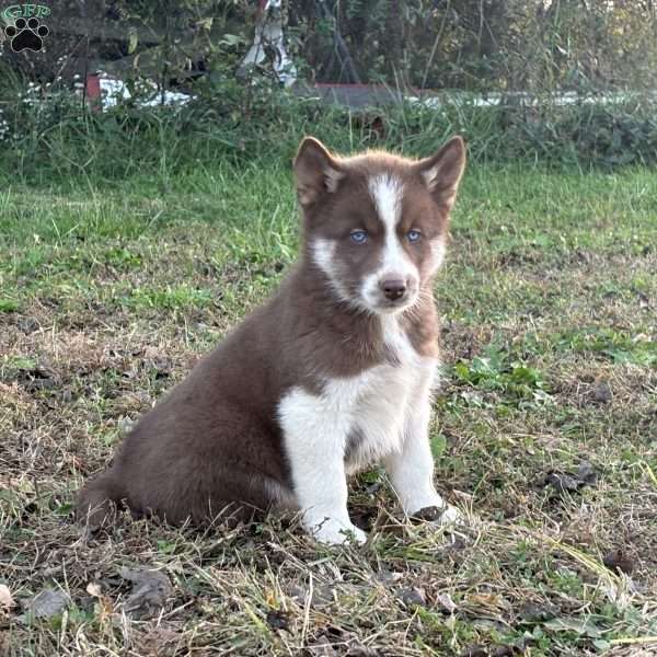 Ranger, Siberian Husky Puppy