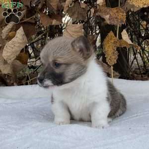 Rose, Pembroke Welsh Corgi Puppy