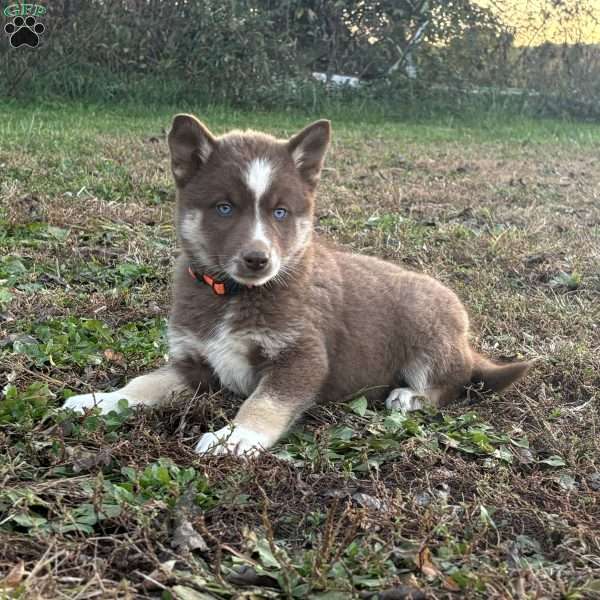 Willow, Siberian Husky Puppy