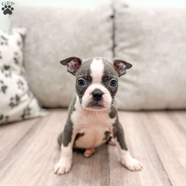 Bailey, Boston Terrier Puppy