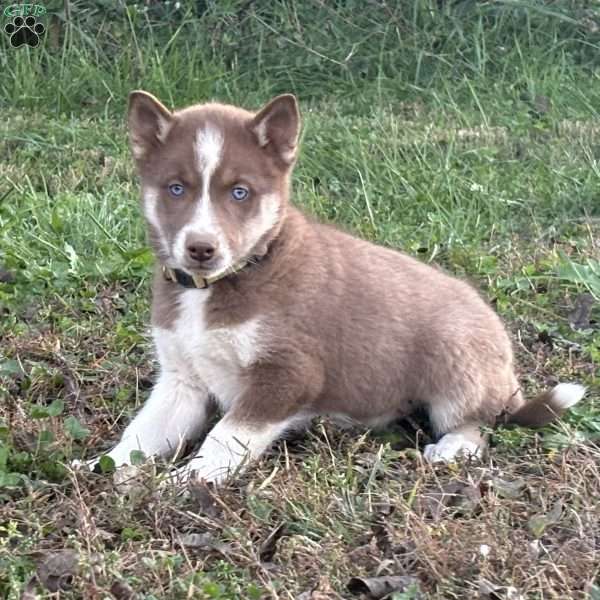 Macy, Siberian Husky Puppy