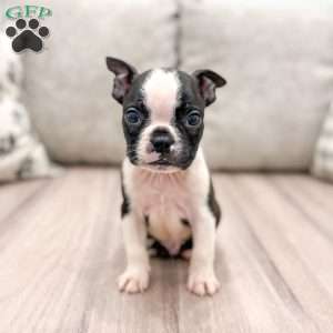 Beamer, Boston Terrier Puppy