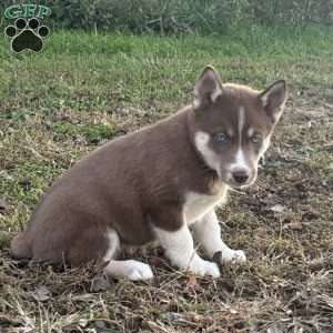 Bailey, Siberian Husky Puppy