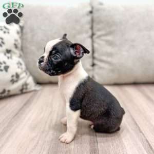 Beamer, Boston Terrier Puppy