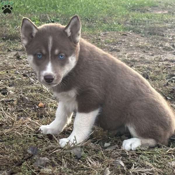 Bailey, Siberian Husky Puppy