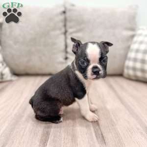 Beamer, Boston Terrier Puppy