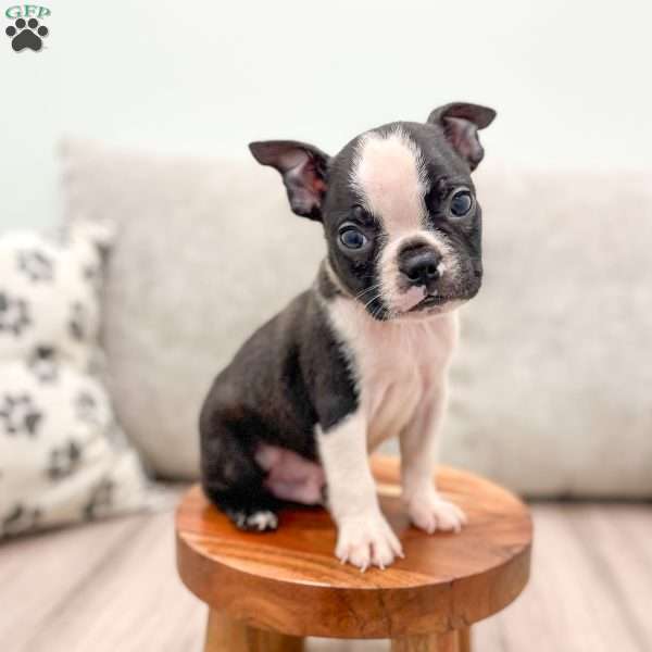 Beamer, Boston Terrier Puppy