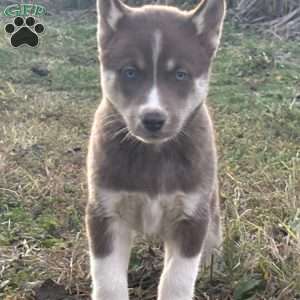 Bailey, Siberian Husky Puppy