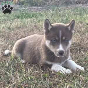 Bailey, Siberian Husky Puppy