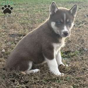 Bailey, Siberian Husky Puppy