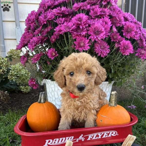 Gloria, Miniature Poodle Puppy