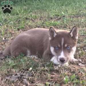 Bailey, Siberian Husky Puppy