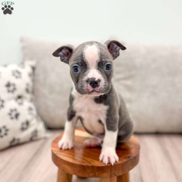 Bennet, Boston Terrier Puppy