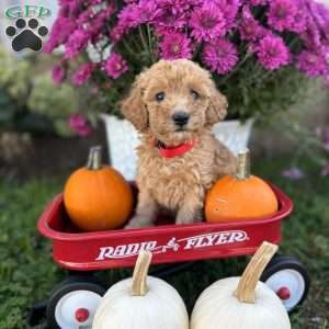 Gloria, Miniature Poodle Puppy