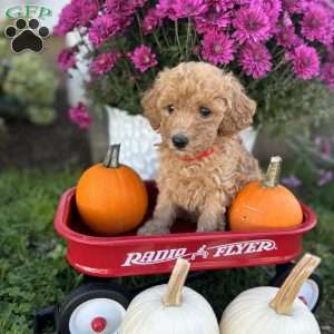 Gloria, Miniature Poodle Puppy