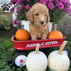 George, Miniature Poodle Puppy