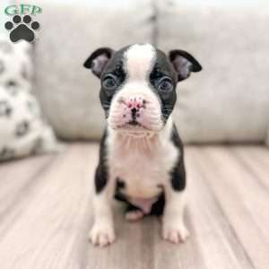 Brody, Boston Terrier Puppy