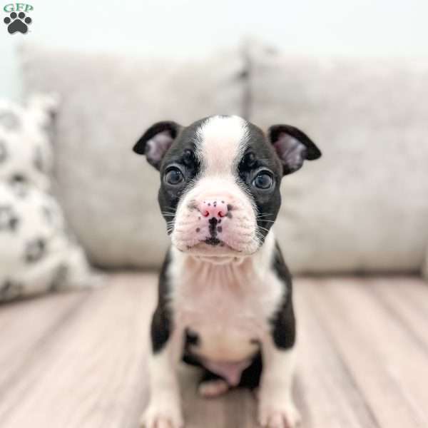 Brody, Boston Terrier Puppy